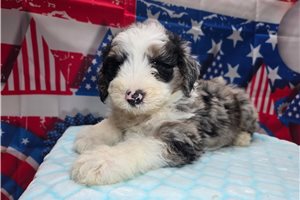 Simon - Sheepadoodle for sale