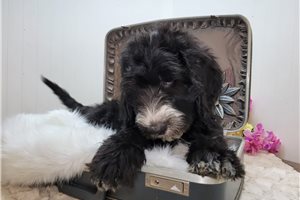 Cody - Sheepadoodle for sale