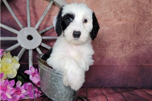 Dolly - Sheepadoodle for sale