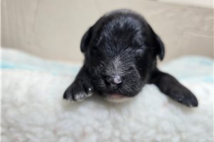 Gaston, a Sheepadoodle puppy