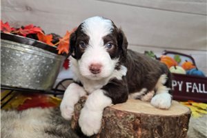 Simon - puppy for sale