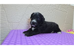Sheldon - Sheepadoodle for sale