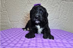 Soroya - Sheepadoodle for sale