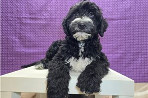 Sheldon - Sheepadoodle for sale