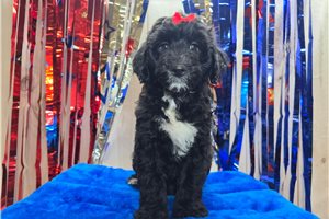 Soroya - Sheepadoodle for sale