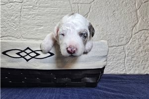 Sarah - Sheepadoodle for sale