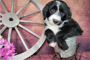 Dalia - puppy for sale