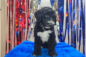 Sheldon - Sheepadoodle for sale