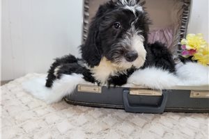 Cole - Sheepadoodle for sale