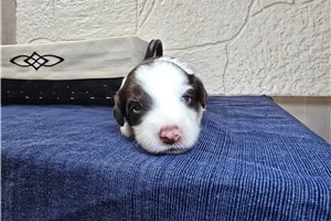 Sierra - Sheepadoodle for sale