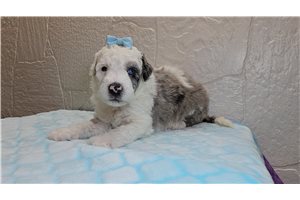 Sarah - Sheepadoodle for sale