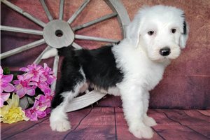 Derrick - puppy for sale