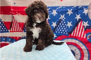 Sebastian - Sheepadoodle for sale