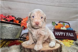 Selena - puppy for sale