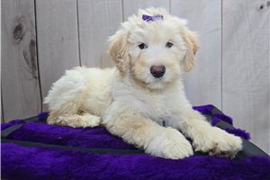 Sadie - Sheepadoodle for sale