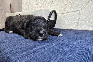 Soroya - Sheepadoodle for sale