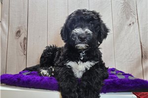 Sheldon - Sheepadoodle for sale