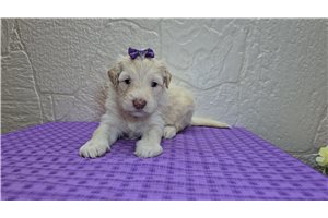 Sadie - Sheepadoodle for sale