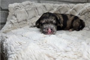 Sawyer - puppy for sale