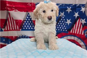 Sadie - Sheepadoodle for sale