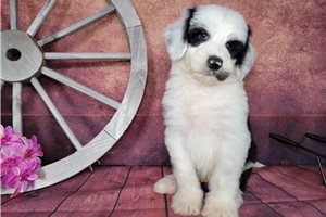 Donald - puppy for sale