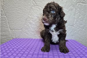 Sebastian - Sheepadoodle for sale