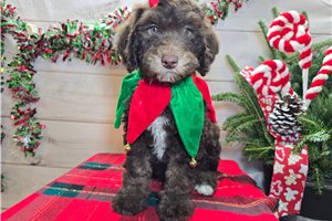 Soroya - Sheepadoodle for sale