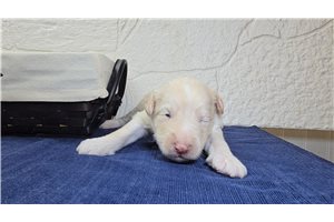 Sadie - Sheepadoodle for sale