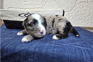 Slate - Sheepadoodle for sale