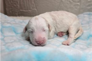 Ghost - Sheepadoodle for sale