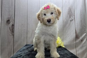 Sadie - Sheepadoodle for sale
