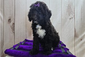 Soroya - Sheepadoodle for sale