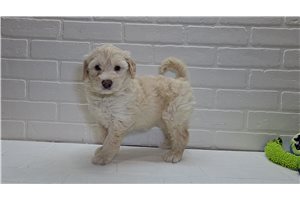 Sadie - Sheepadoodle for sale