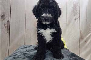 Sheldon - Sheepadoodle for sale