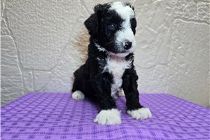 Silas - Sheepadoodle for sale
