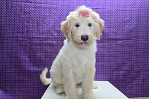 Sadie - Sheepadoodle for sale