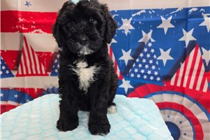 Soroya - Sheepadoodle for sale