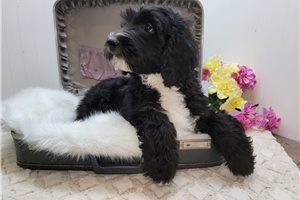 Casey - Sheepadoodle for sale
