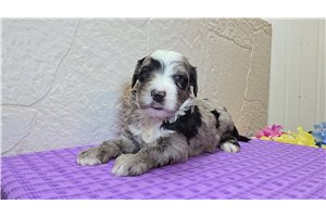 Slate - Sheepadoodle for sale
