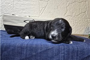 Sheldon - Sheepadoodle for sale