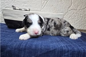 Simon - Sheepadoodle for sale