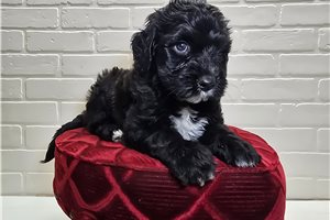 Soroya - Sheepadoodle for sale
