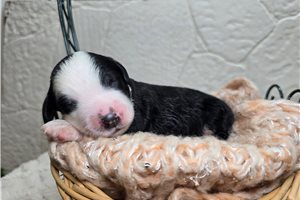 Samuel - Sheepadoodle for sale