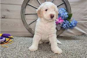 Stewie - puppy for sale