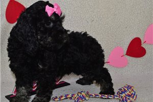 Ruthie - Cockapoo for sale