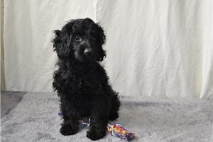 Russell - Cockapoo for sale