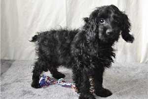 Russell - Cockapoo for sale