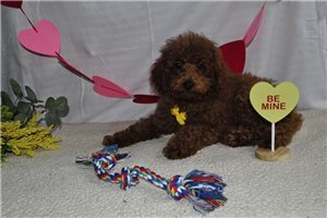 Rupert - Poodle, Miniature for sale