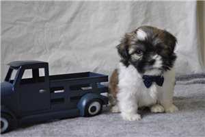 Bert - puppy for sale