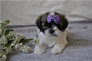 Beth - Shichon for sale